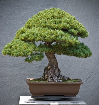 Bonsai Album