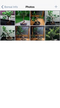 Bonsai Album Photo Screen