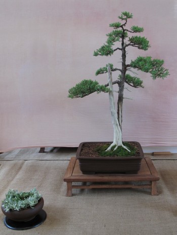 Prairie State Bonsai Show