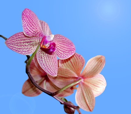 “Orchid